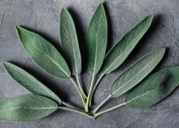 Vienmetis šalavijas: auginimas ir priežiūra sode