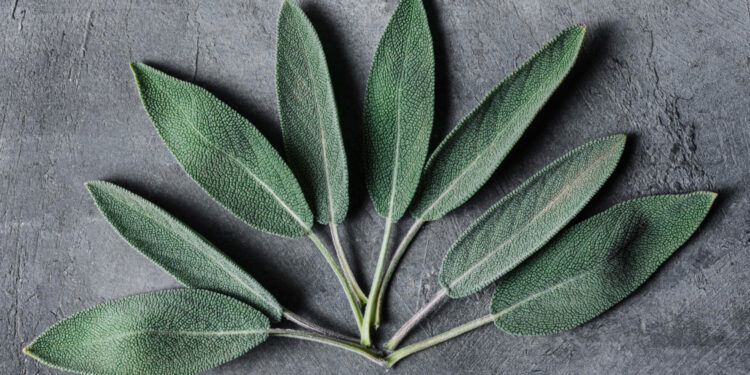 Vienmetis šalavijas: auginimas ir priežiūra sode