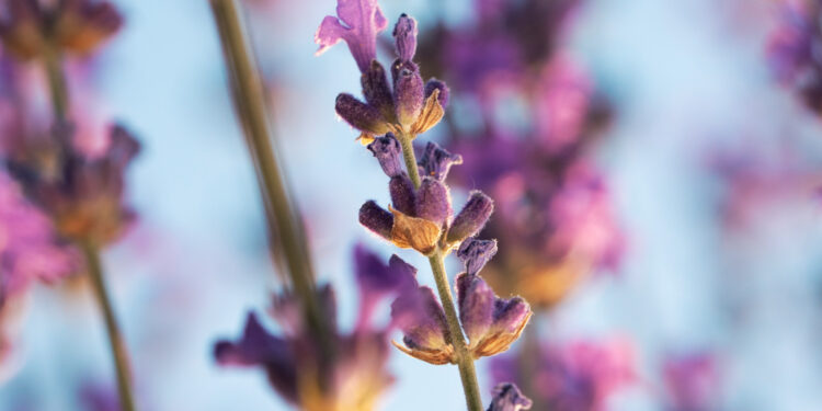 Gojinis šalavijas: savybės, naudojimas ir auginimas