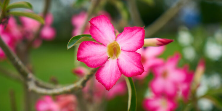 Kodėl nežydi mandevila? Pagrindinės priežastys ir sprendimai