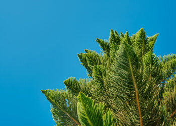 Kaip suformuoti araukarijos bonsą ir išlaikyti jo dekoratyvią formą