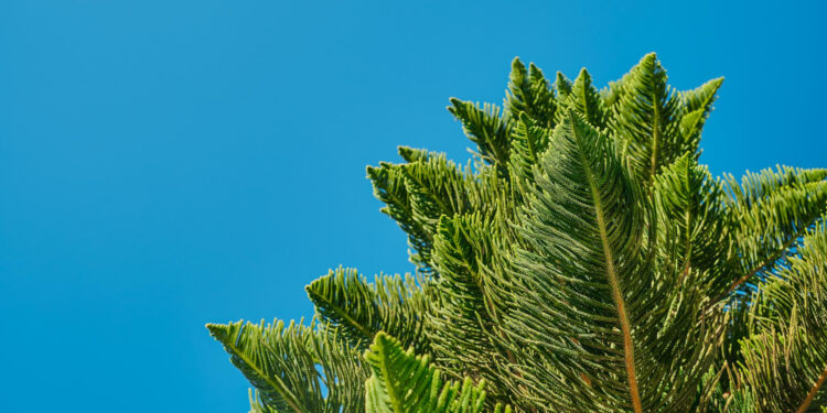 Kaip suformuoti araukarijos bonsą ir išlaikyti jo dekoratyvią formą