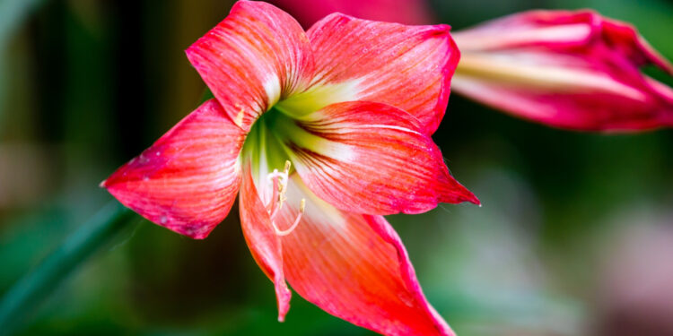 Peržydėjęs amarilis: ar verta išmesti, ar galima priversti žydėti dar kartą?