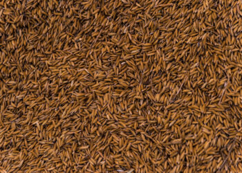 Kaip pasigaminti kmynų arbatą namuose: paprastas receptas