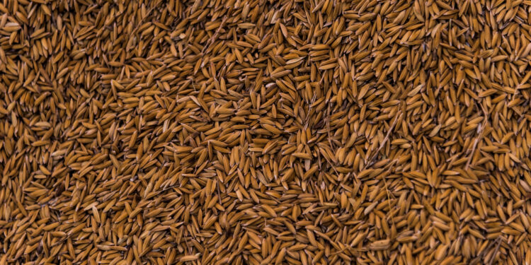 Kaip pasigaminti kmynų arbatą namuose: paprastas receptas