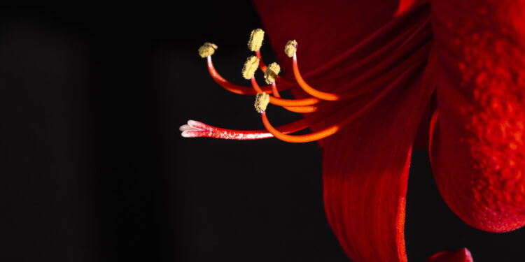 Amarilio priežiūra po žydėjimo: kaip prižiūrėti peržydėjusį amarilį, kad atsigautų