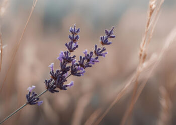 Levandų auginimas, sodinimas ir priežiūra: kaip auginti namuose, vazone ir lauke