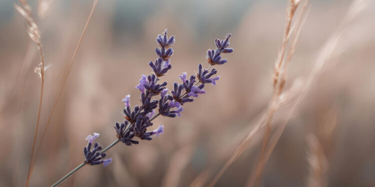 Levandų auginimas, sodinimas ir priežiūra: kaip auginti namuose, vazone ir lauke