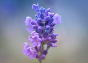 Kada žydi levandos: žydėjimo laikas Lietuvoje ir priežiūra žydėjimo metu