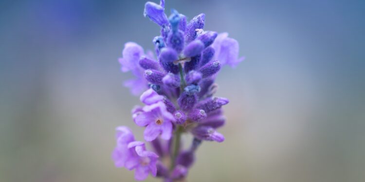 Kada žydi levandos: žydėjimo laikas Lietuvoje ir priežiūra žydėjimo metu