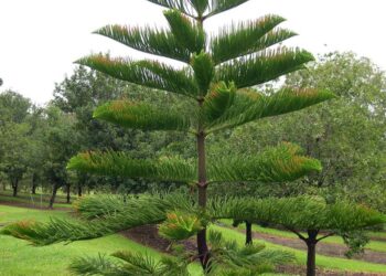 Spygliuotis medis araukarija namuose – auginimo sąlygos ir priežiūra