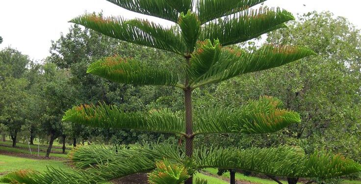 Spygliuotis medis araukarija namuose – auginimo sąlygos ir priežiūra