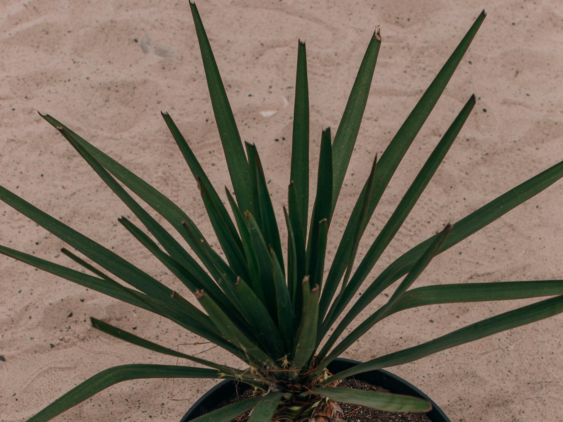 Kokia dirva ir vazonas tinkamiausi agavai