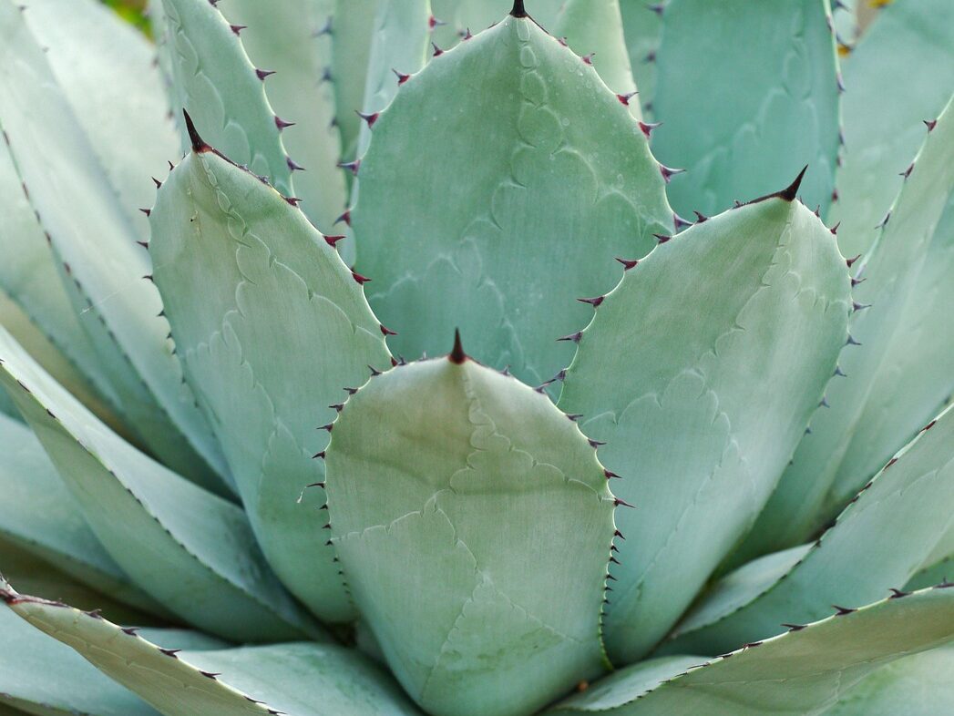 Tręšimas ir augimo skatinimas