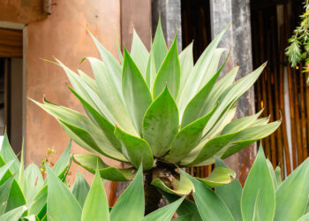 Agava Lietuvoje: ar įmanoma auginti ir kokios sąlygos tinkamiausios