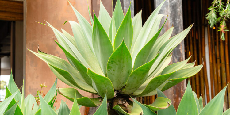 Agava Lietuvoje: ar įmanoma auginti ir kokios sąlygos tinkamiausios