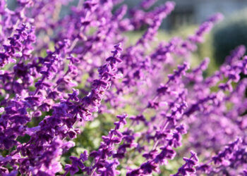 Ar levandos daugiametės: kiek laiko jos auga ir kaip jas išlaikyti