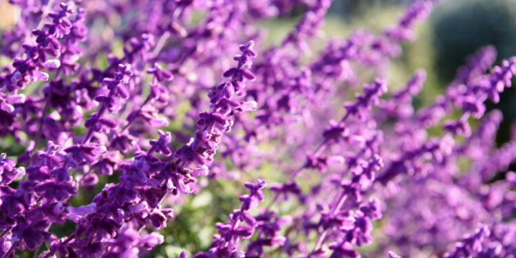 Ar levandos daugiametės: kiek laiko jos auga ir kaip jas išlaikyti