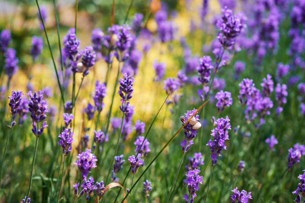 Kaip išlaikyti levandas daugelį metų