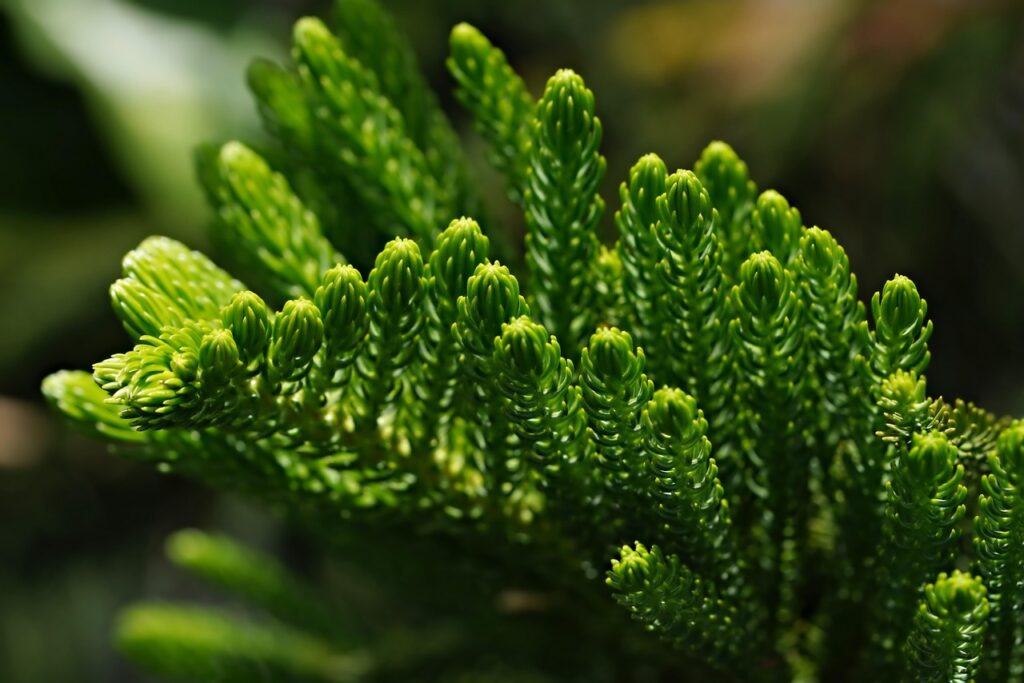 Kokia dirva ir vazonas tinkamiausi araukarijai