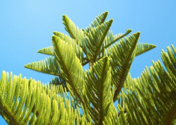 Aukštosios araukarijos auginimas