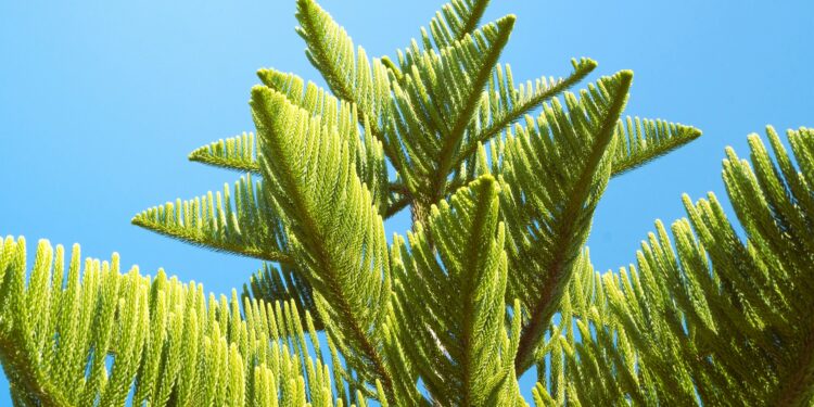 Aukštosios araukarijos auginimas