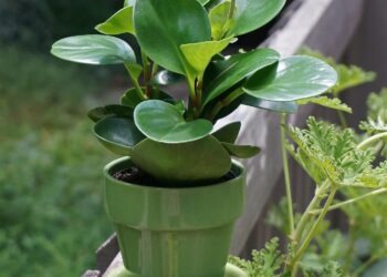 Bukalapė peperomija: priežiūra, auginimas namuose ir dažniausios klaidos