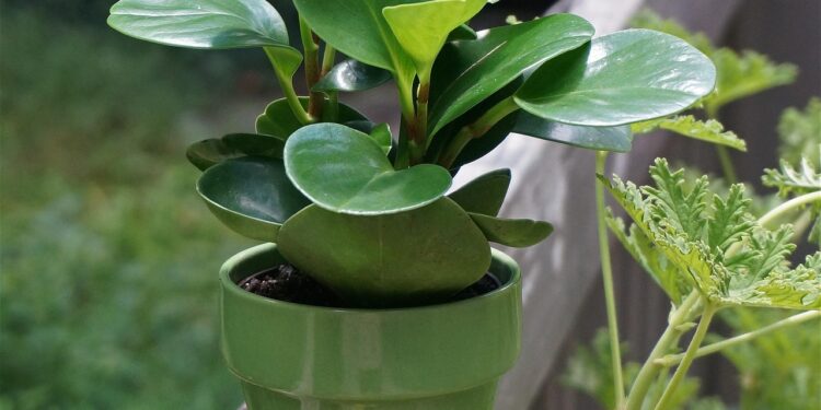 Bukalapė peperomija: priežiūra, auginimas namuose ir dažniausios klaidos