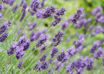 Levandų dauginimas: sėklos, daigai ir auginiai nuo A iki Z