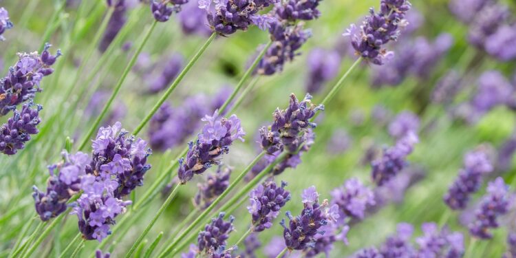 Levandų dauginimas: sėklos, daigai ir auginiai nuo A iki Z