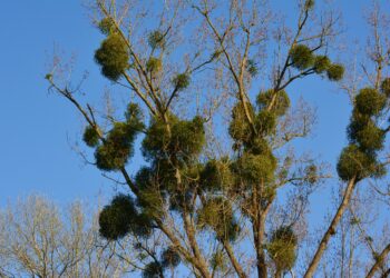 Amalo augalas gamtoje – savybės, augimas ir įdomūs faktai