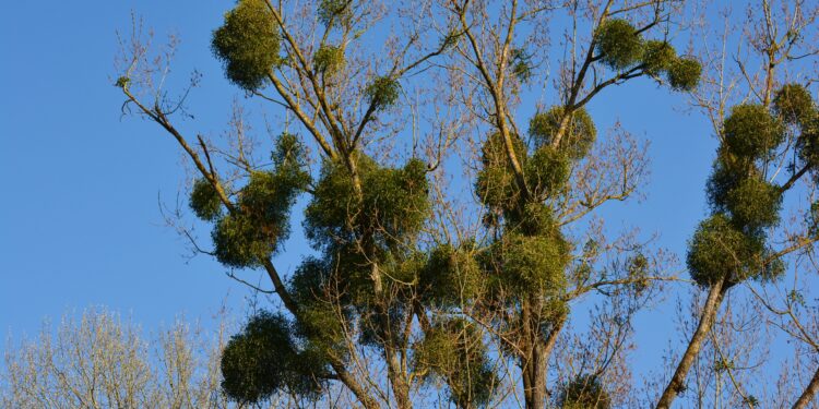 Amalo augalas gamtoje – savybės, augimas ir įdomūs faktai