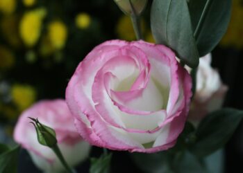 Eustoma auginimas lauke: priežiūra, sodinimas, patarimai ir kaip sėkmingai auginti vazone