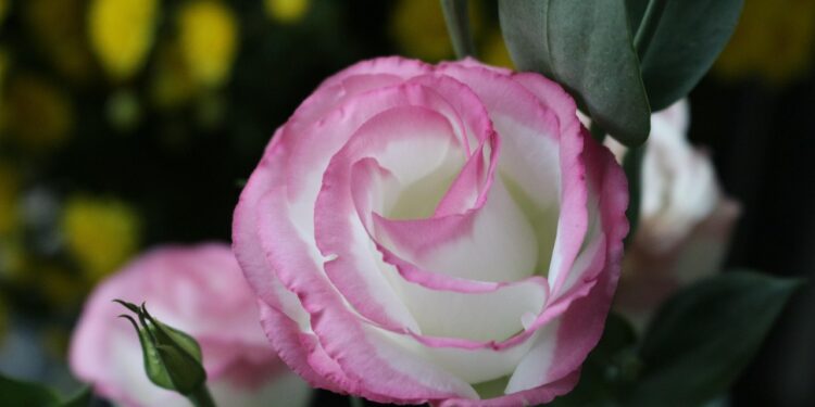 Eustoma auginimas lauke: priežiūra, sodinimas, patarimai ir kaip sėkmingai auginti vazone