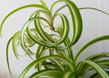 Kaip prižiūrėti garbanotą chlorofitą, kad lapai išliktų vešlūs ir gražūs