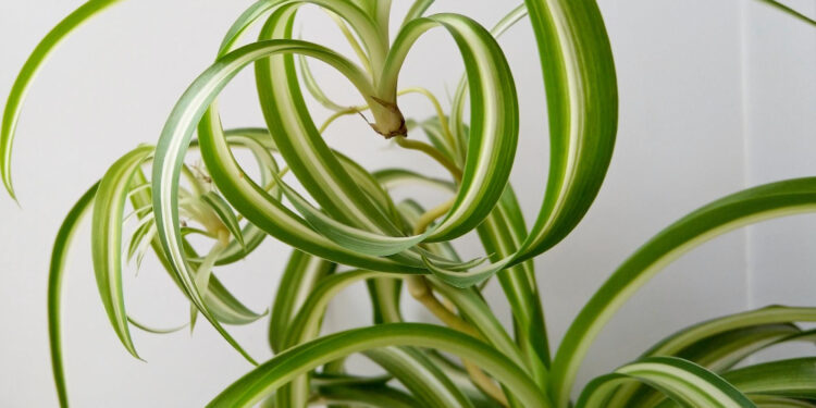 Kaip prižiūrėti garbanotą chlorofitą, kad lapai išliktų vešlūs ir gražūs