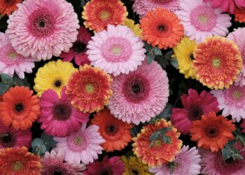 Gerbera: auginimas, priežiūra ir patarimai gausiam žydėjimui