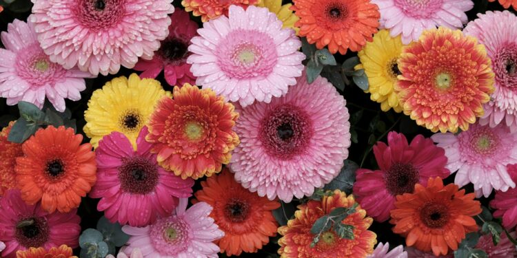 Gerbera: auginimas, priežiūra ir patarimai gausiam žydėjimui