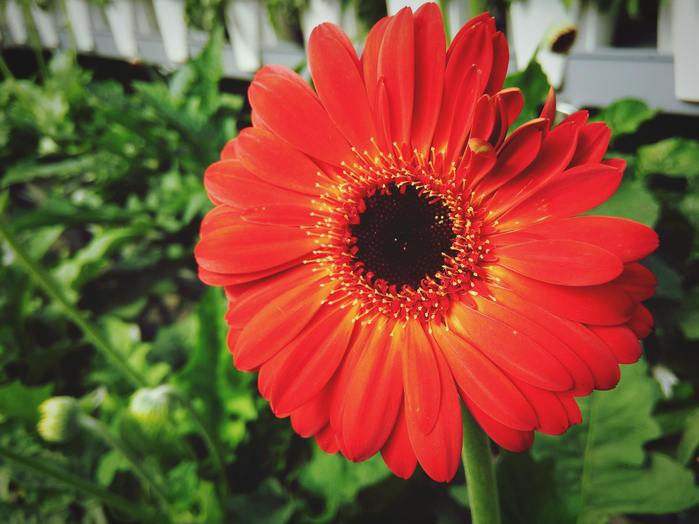 Kaip peržiemoti gerberą vazone