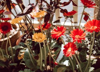 Gerbera vazone: kaip auginti ir prižiūrėti, kad ilgai žydėtų