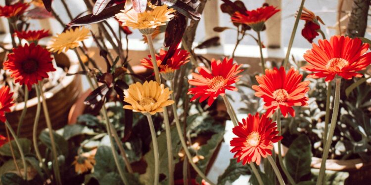 Gerbera vazone: kaip auginti ir prižiūrėti, kad ilgai žydėtų