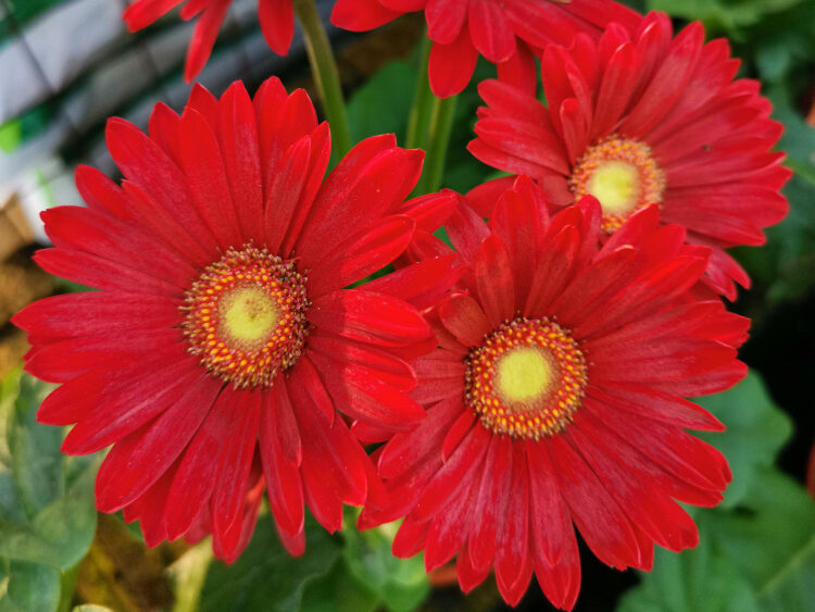 Tinkama vieta gerberoms sode