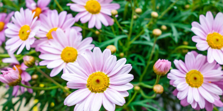 Gerberų auginimas lauke – tinkama vieta, dirva ir priežiūra