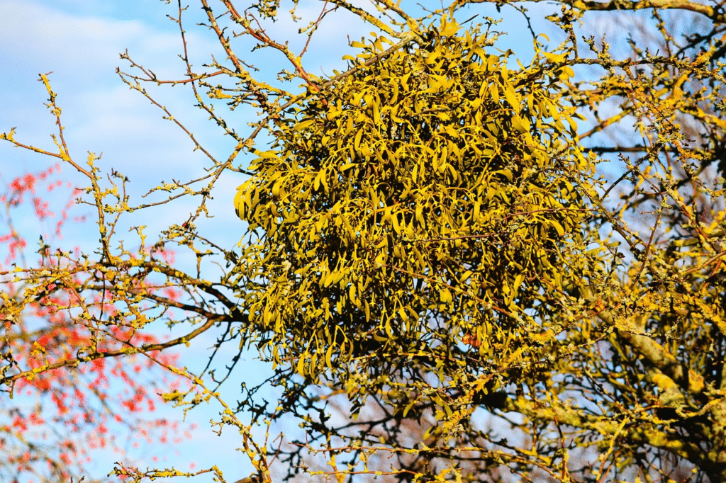 Amalo augalas gamtoje – savybės, augimas ir įdomūs faktai
