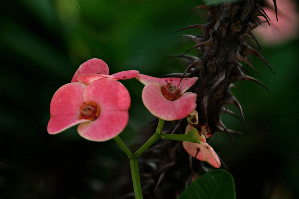 Dygliuotoji karpažolė: auginimas, priežiūra ir svarbiausi patarimai
