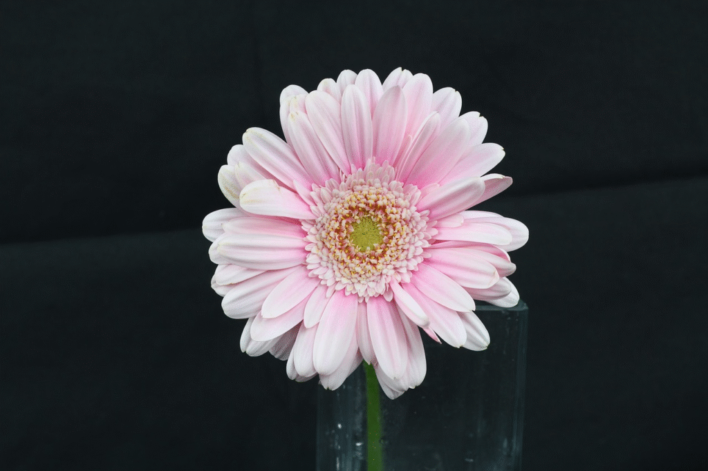 Gerbera daisy auginimas pradedantiesiems – dirva, šviesa ir laistymas