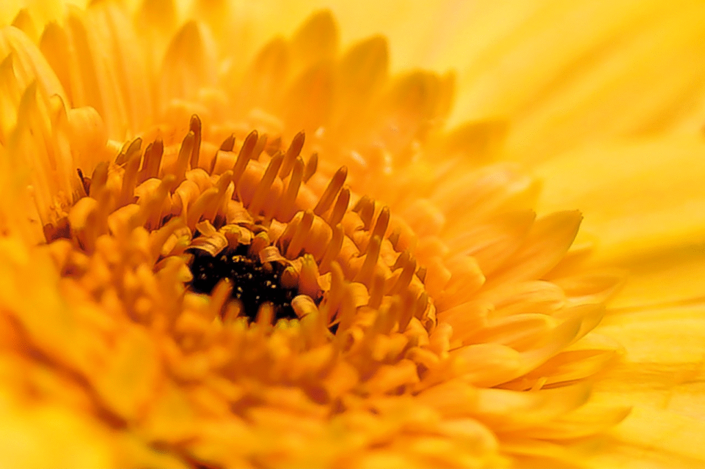 Gerbera daisy auginimas pradedantiesiems – dirva, šviesa ir laistymas