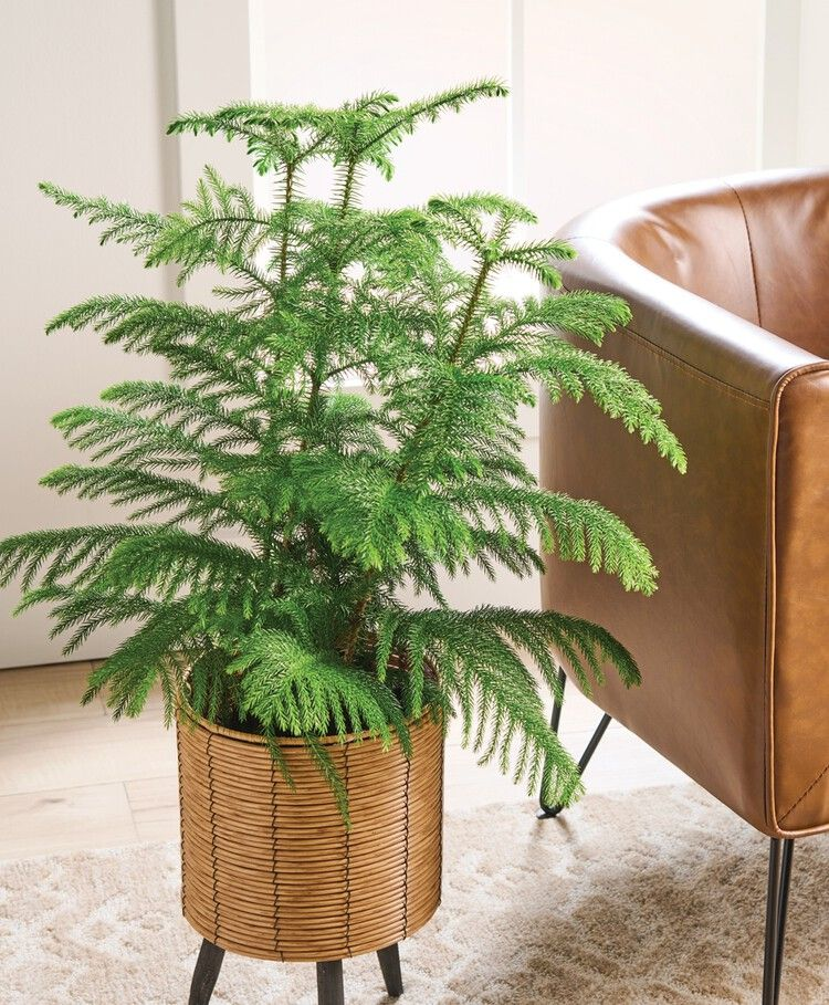 Spygliuotis medis araukarija namuose – auginimo sąlygos ir priežiūra