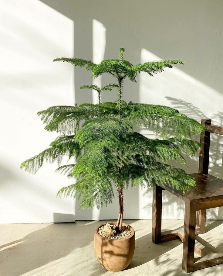 Spygliuotis medis araukarija namuose – auginimo sąlygos ir priežiūra