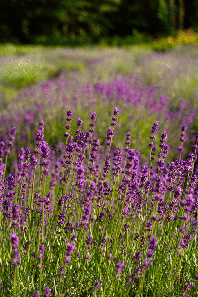 Levandų auginimas, sodinimas ir priežiūra: kaip auginti namuose, vazone ir lauke